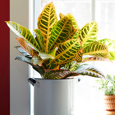 "Black gold fern plant - Click here to View more details about this Product